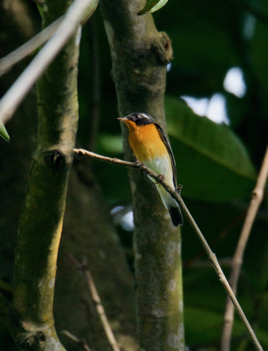 Mugimaki Flycatcher - ML125772951