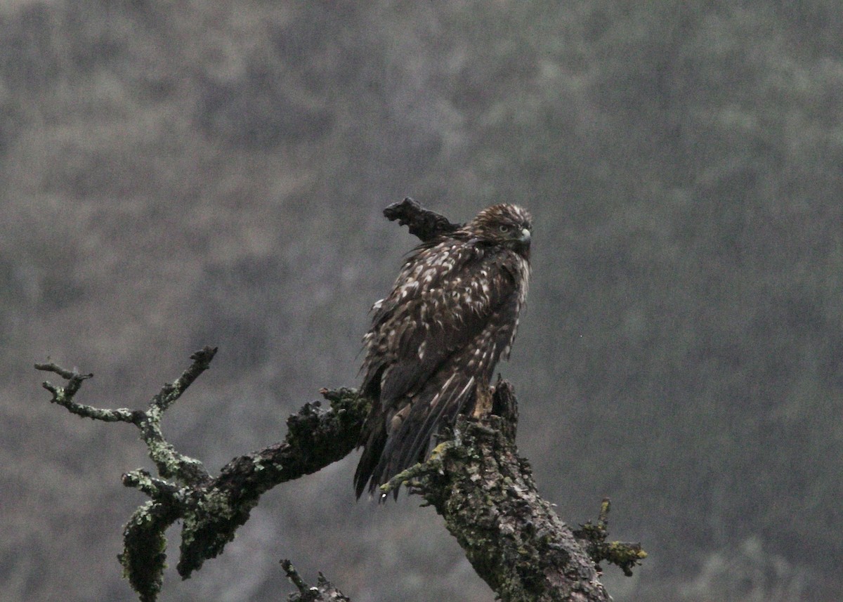 Red-tailed Hawk - ML125773991