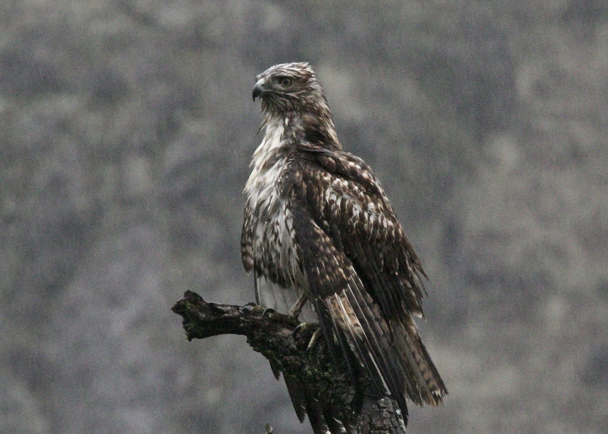 Red-tailed Hawk - ML125774001
