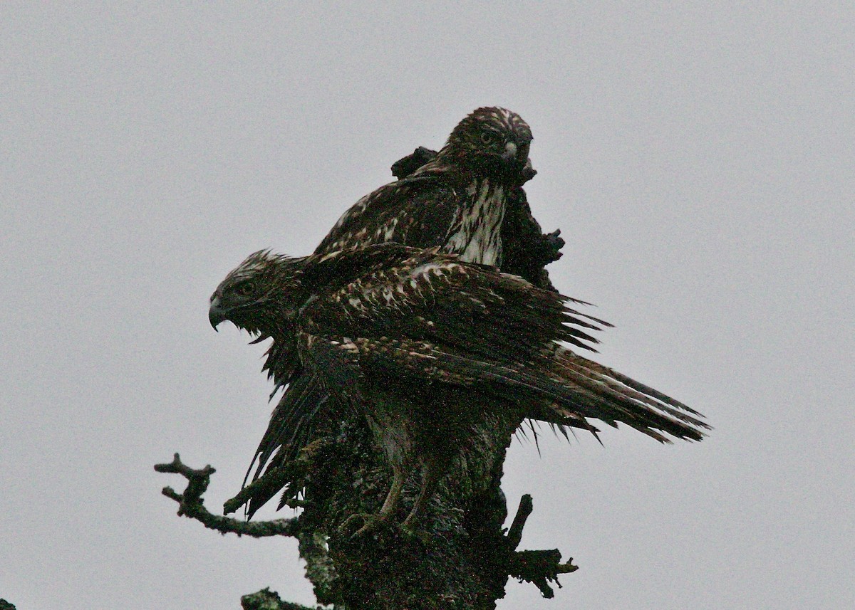 Red-tailed Hawk - ML125774101
