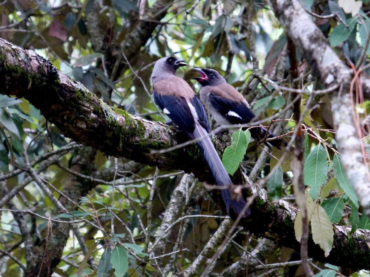 Gray Treepie - ML125775011