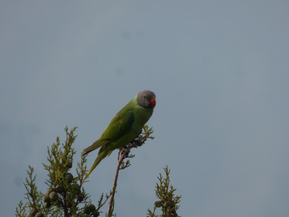 Slaty-headed Parakeet - Sipu Kumar