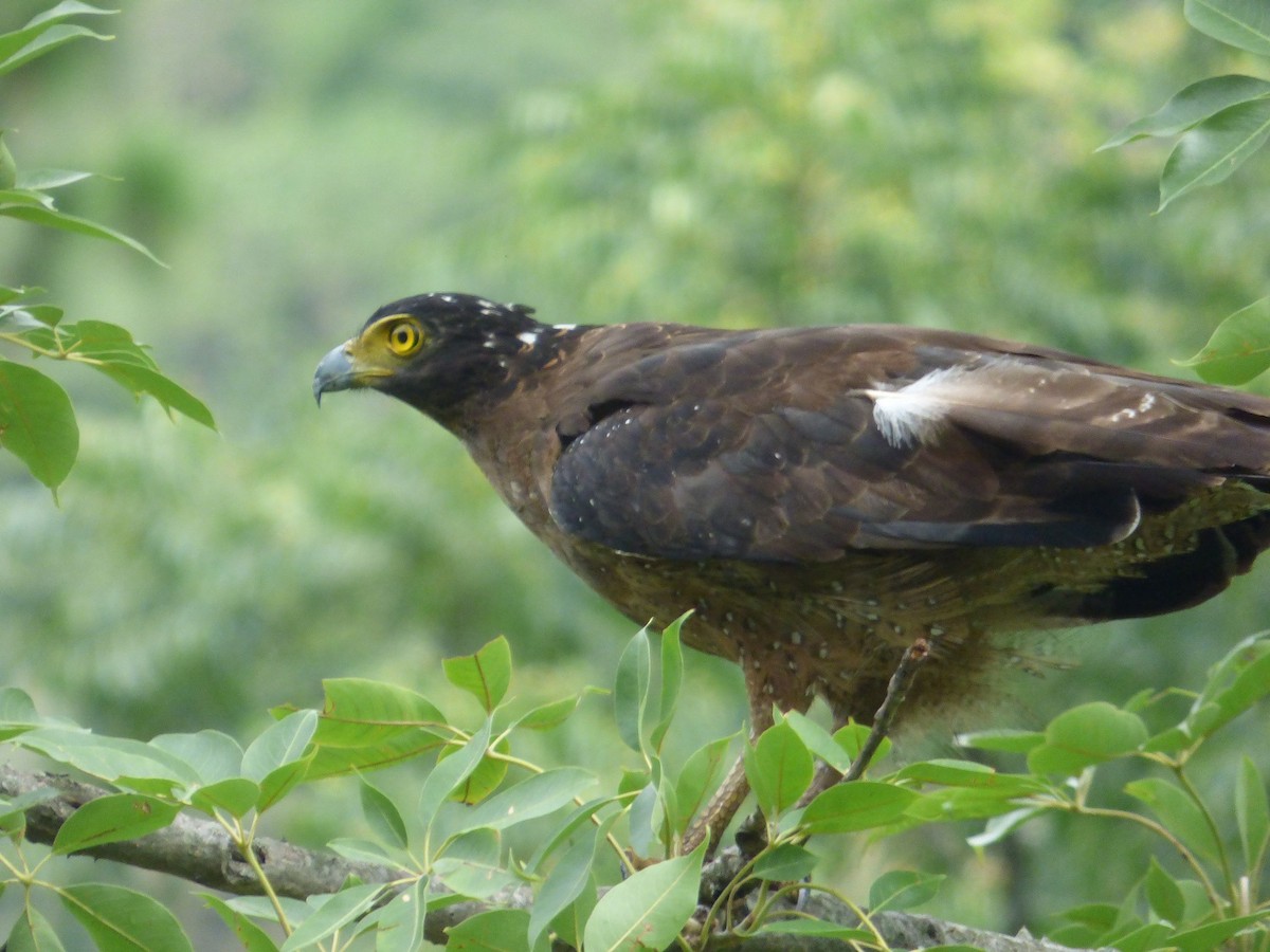 Crested Serpent-Eagle - ML125775141