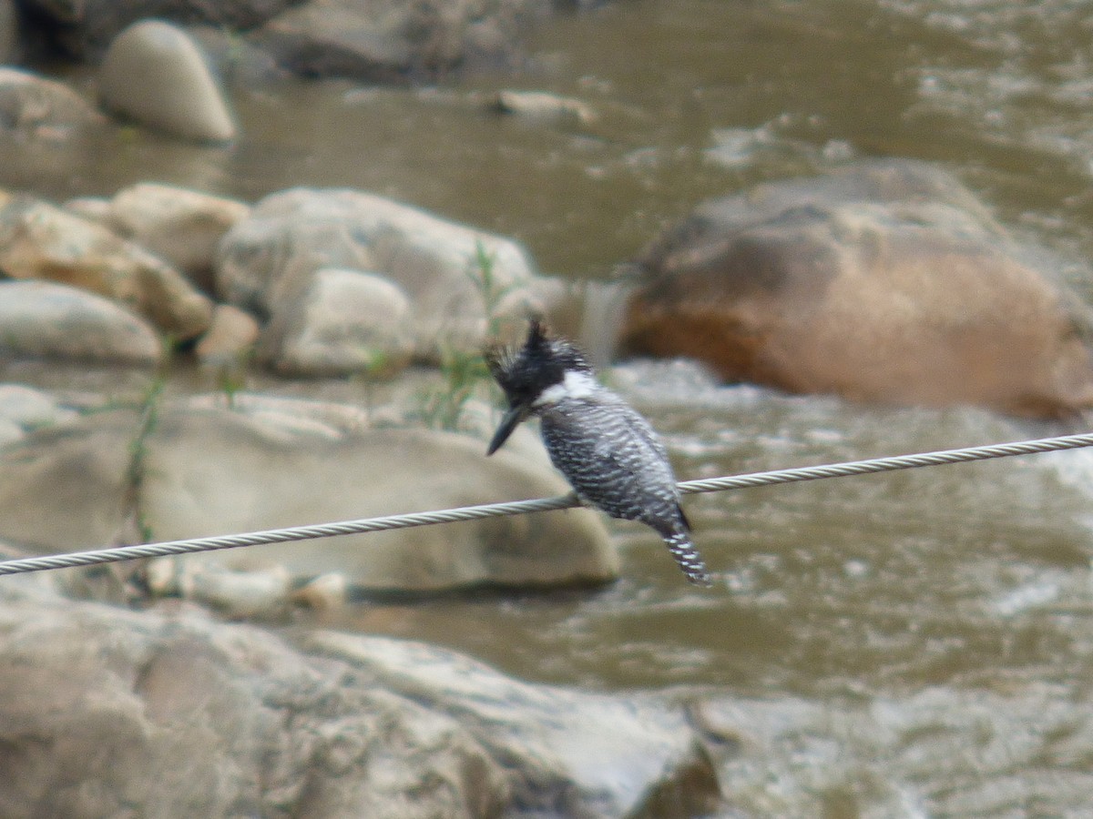 Crested Kingfisher - ML125775171