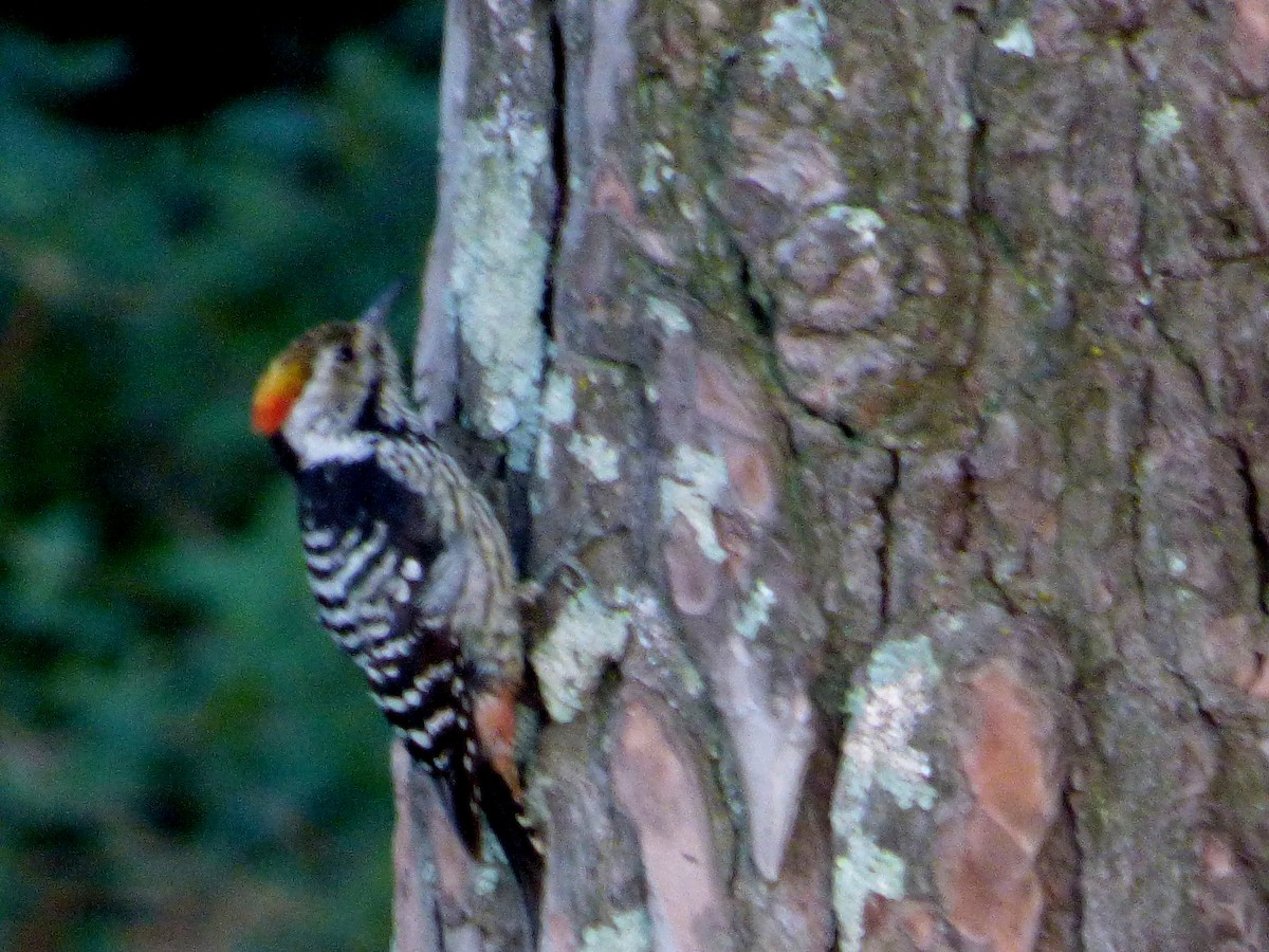 Brown-fronted Woodpecker - ML125775221