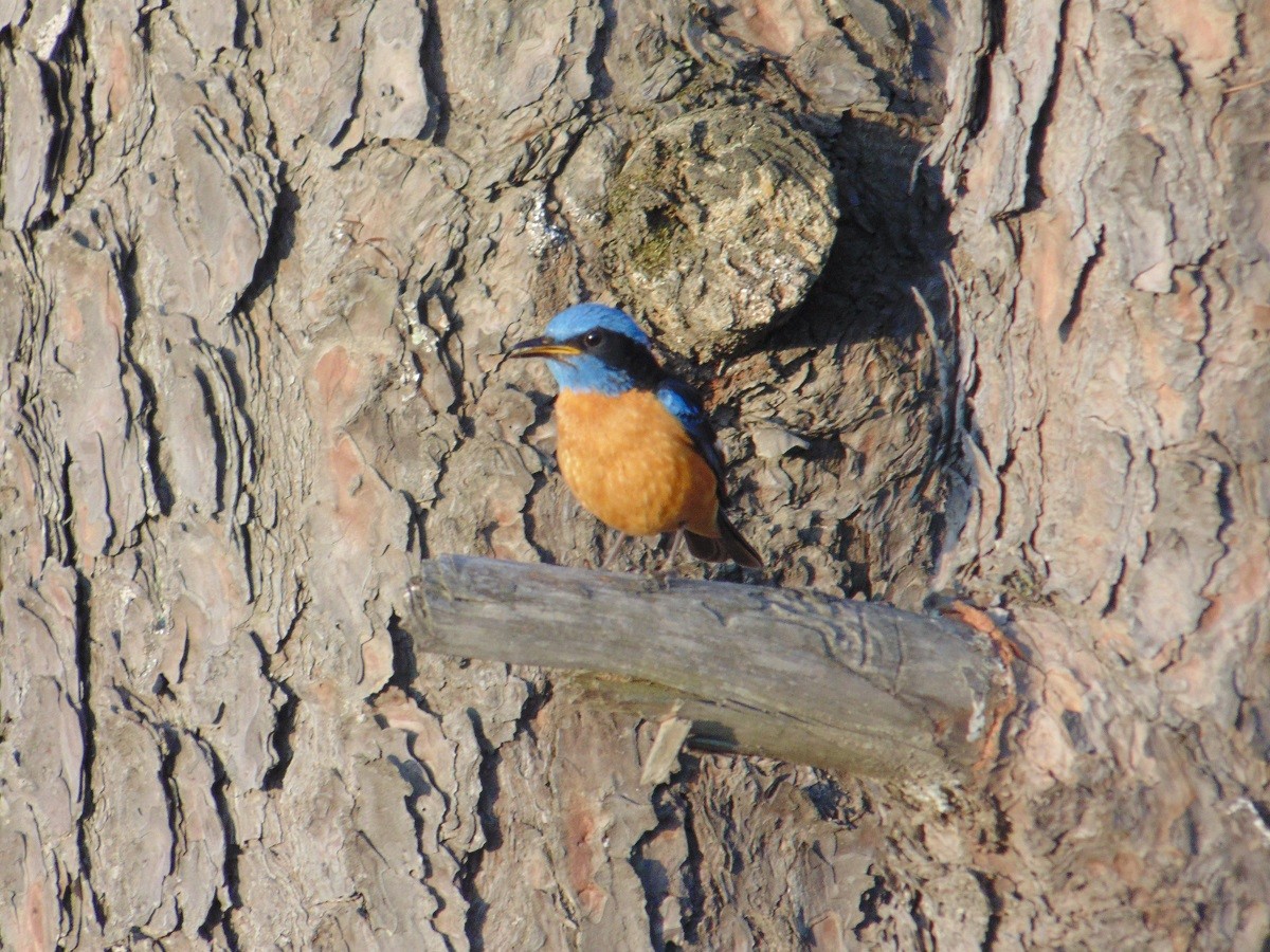 Blue-capped Rock-Thrush - ML125775261