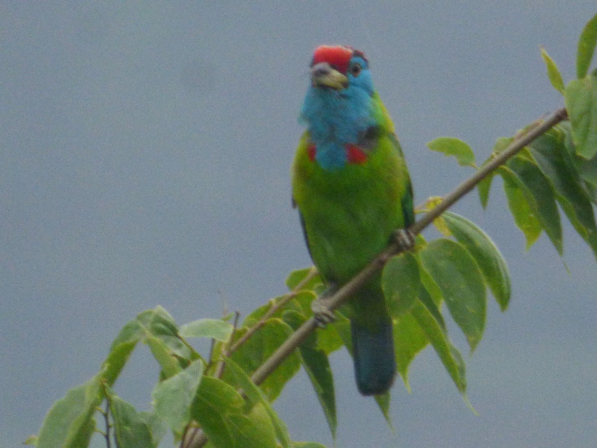 Blue-throated Barbet - Sipu Kumar