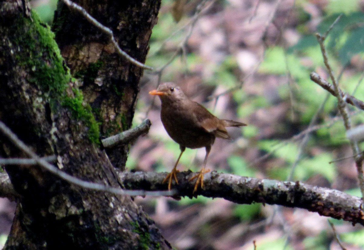 Gray-winged Blackbird - ML125775291