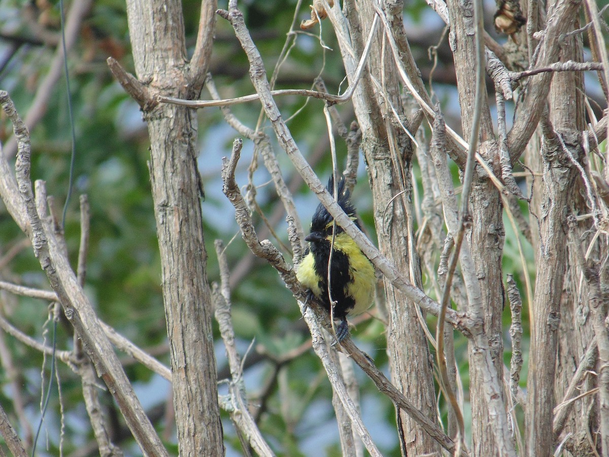 Himalayan Black-lored Tit - ML125775341