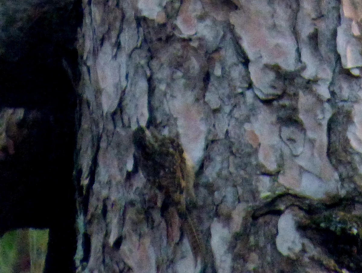 Bar-tailed Treecreeper - ML125775461