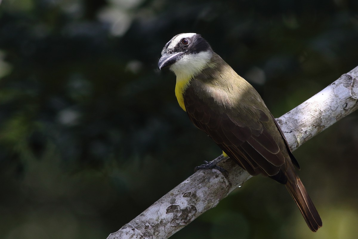 Boat-billed Flycatcher (Northern) - ML125776361