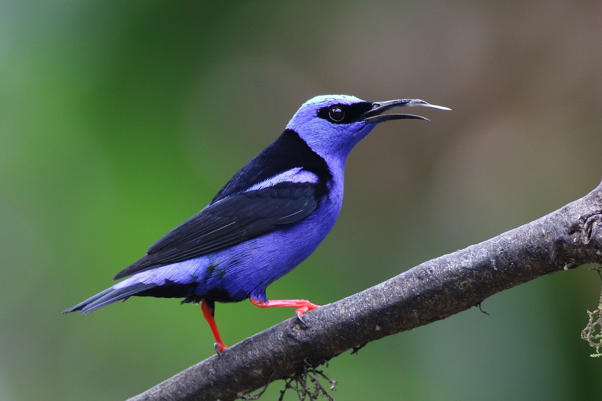 Red-legged Honeycreeper - ML125776771