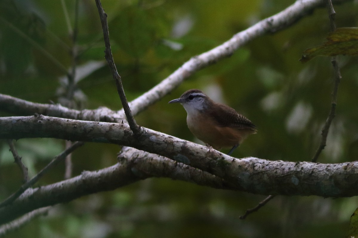 Buff-breasted Wren - ML125776791