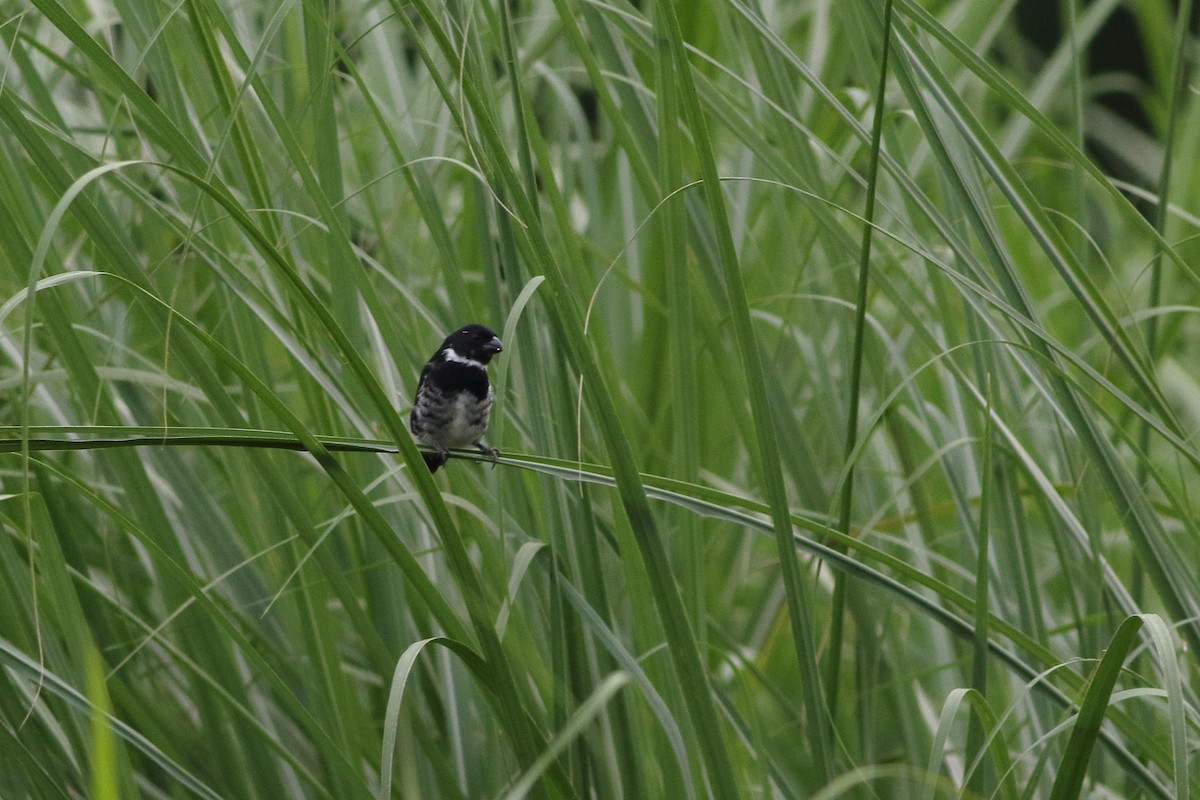 カワリヒメウソ（ophthalmica グループ） - ML125776841