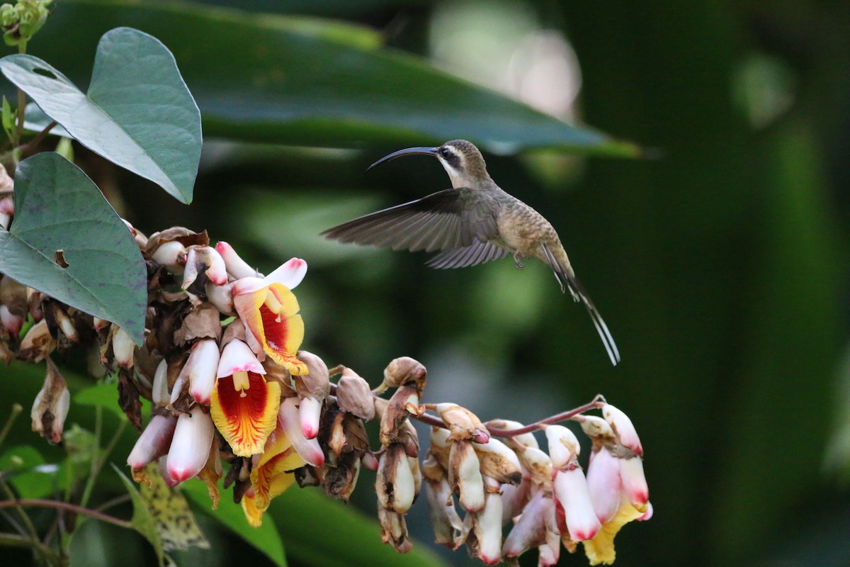 Long-billed Hermit - ML125777781