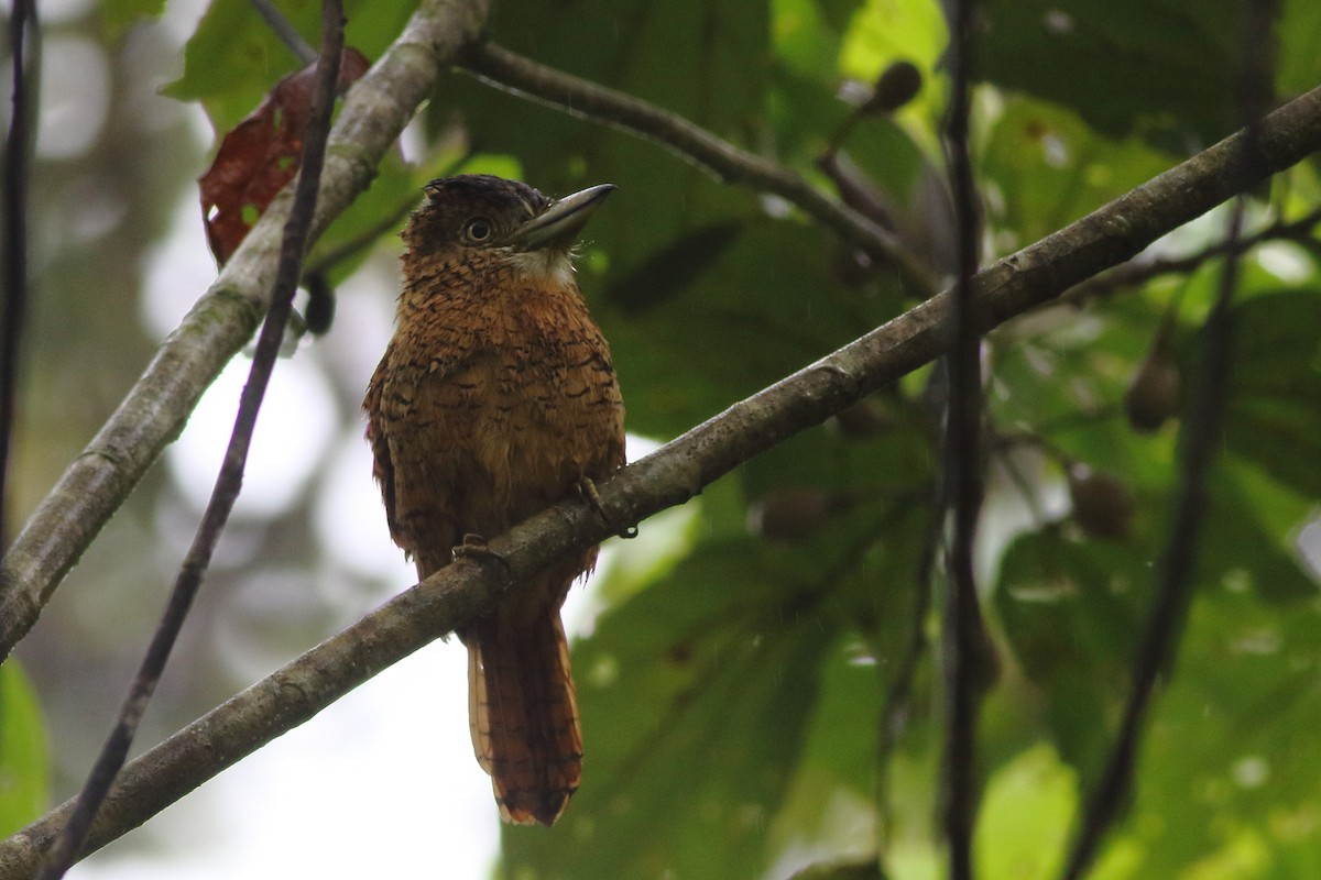 Barred Puffbird - ML125777881