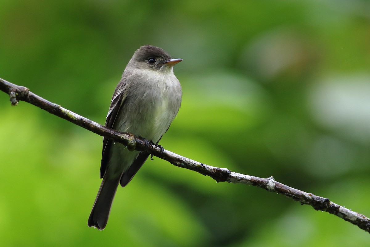 Waldschnäppertyrann - ML125778081