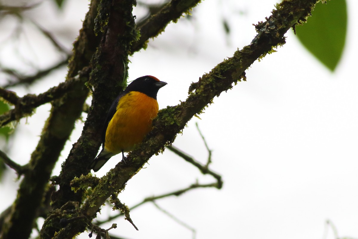 Tawny-capped Euphonia - ML125778261