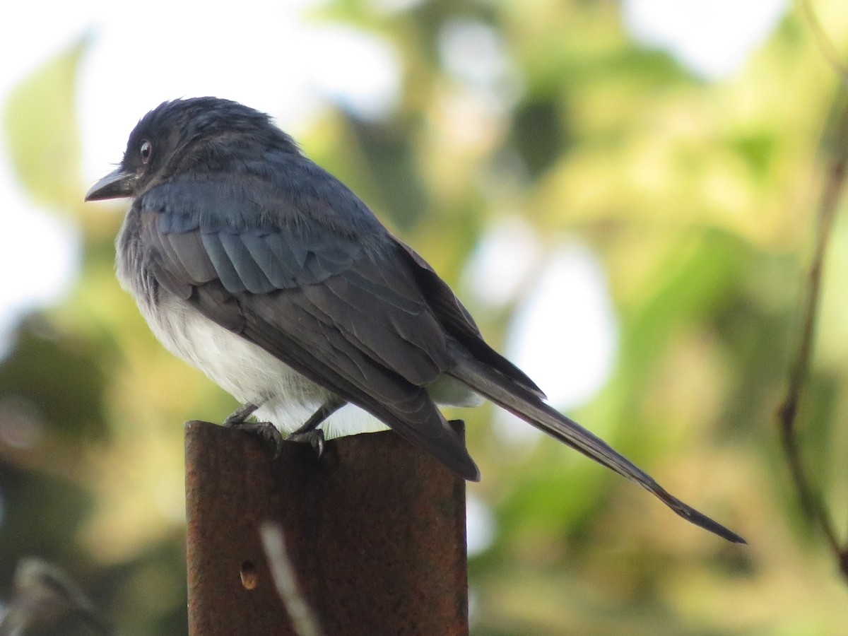 White-bellied Drongo - ML125780451