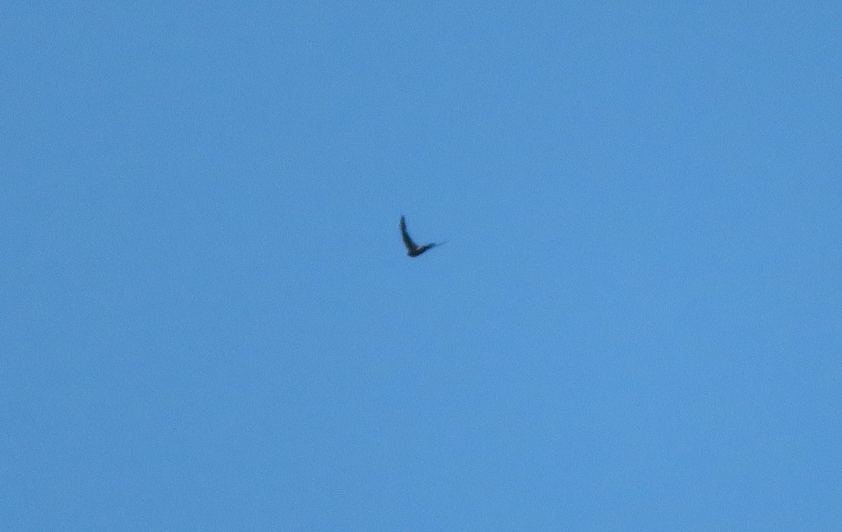 Pacific Swift - ML125780981