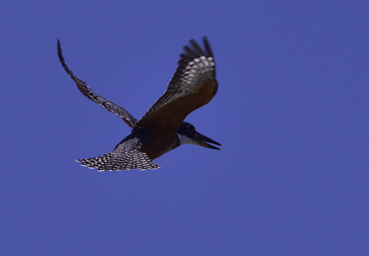 Ringed Kingfisher - Miguel Ansenuza