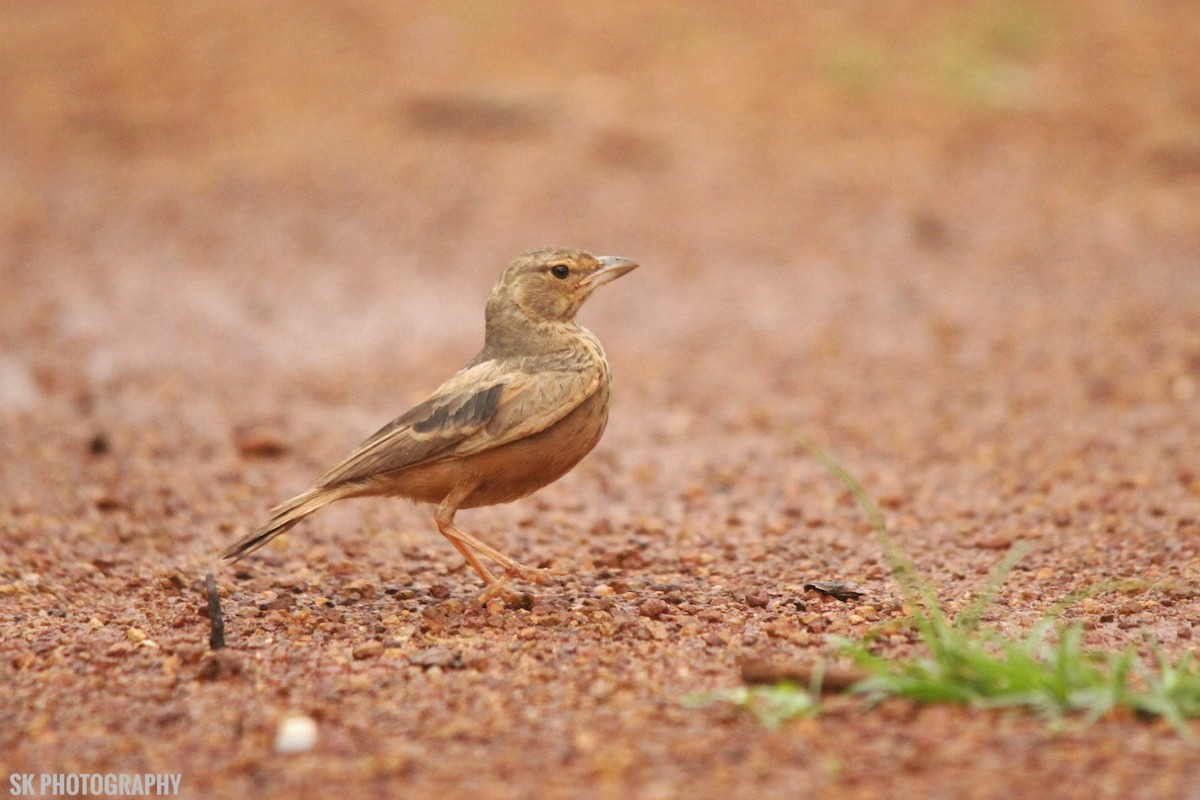 Rufous-tailed Lark - Santhosh Kallingal