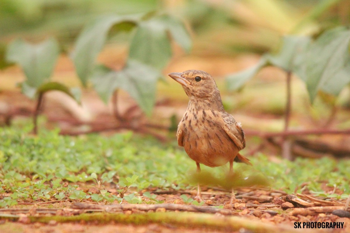 Rufous-tailed Lark - Santhosh Kallingal