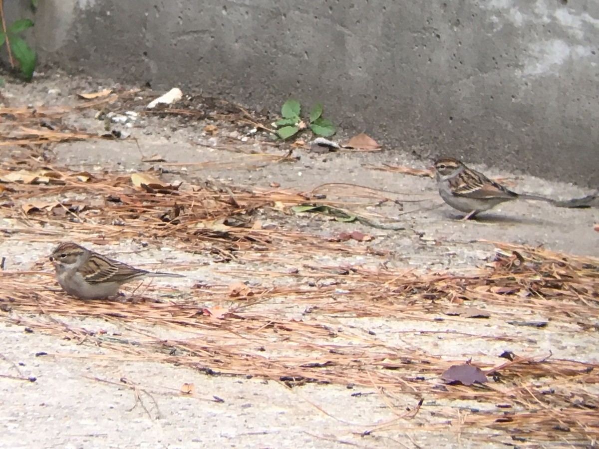 Chipping Sparrow - ML125783051