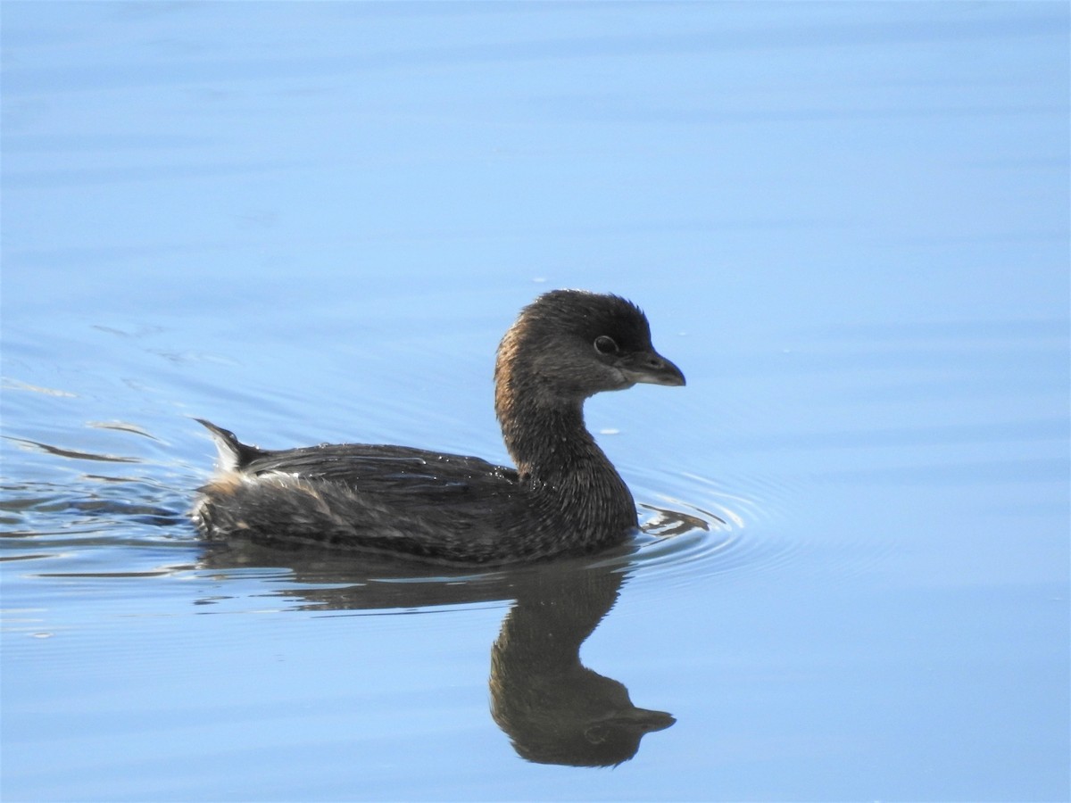 Pied-billed Grebe - ML125783361
