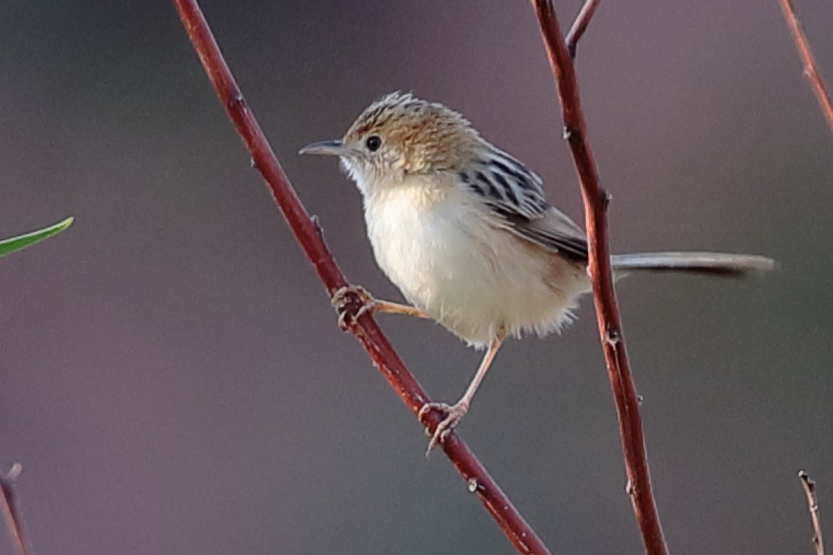 Golden-headed Cisticola - ML125783511