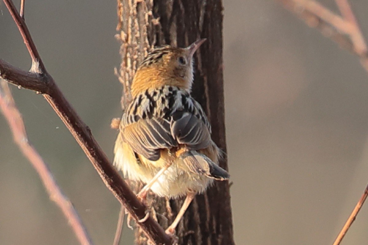 Golden-headed Cisticola - ML125783521