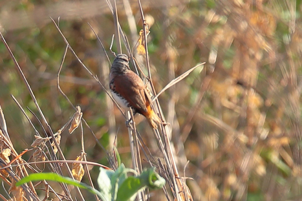 Chestnut-breasted Munia - ML125783541