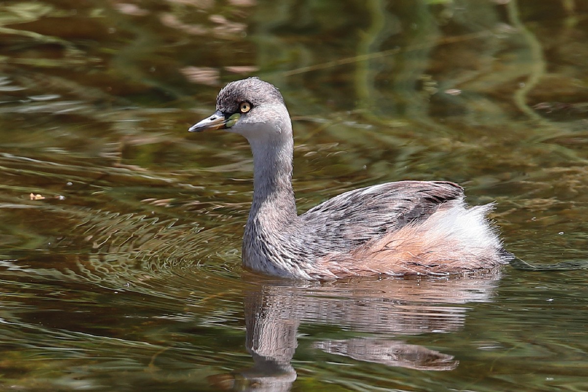 Australasian Grebe - Bert Frenz