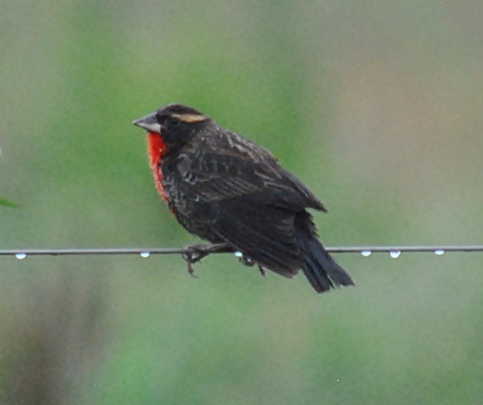 White-browed Meadowlark - ML125787071