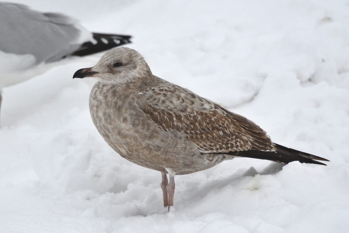 Herring Gull (American) - Eastern Ontario Birding