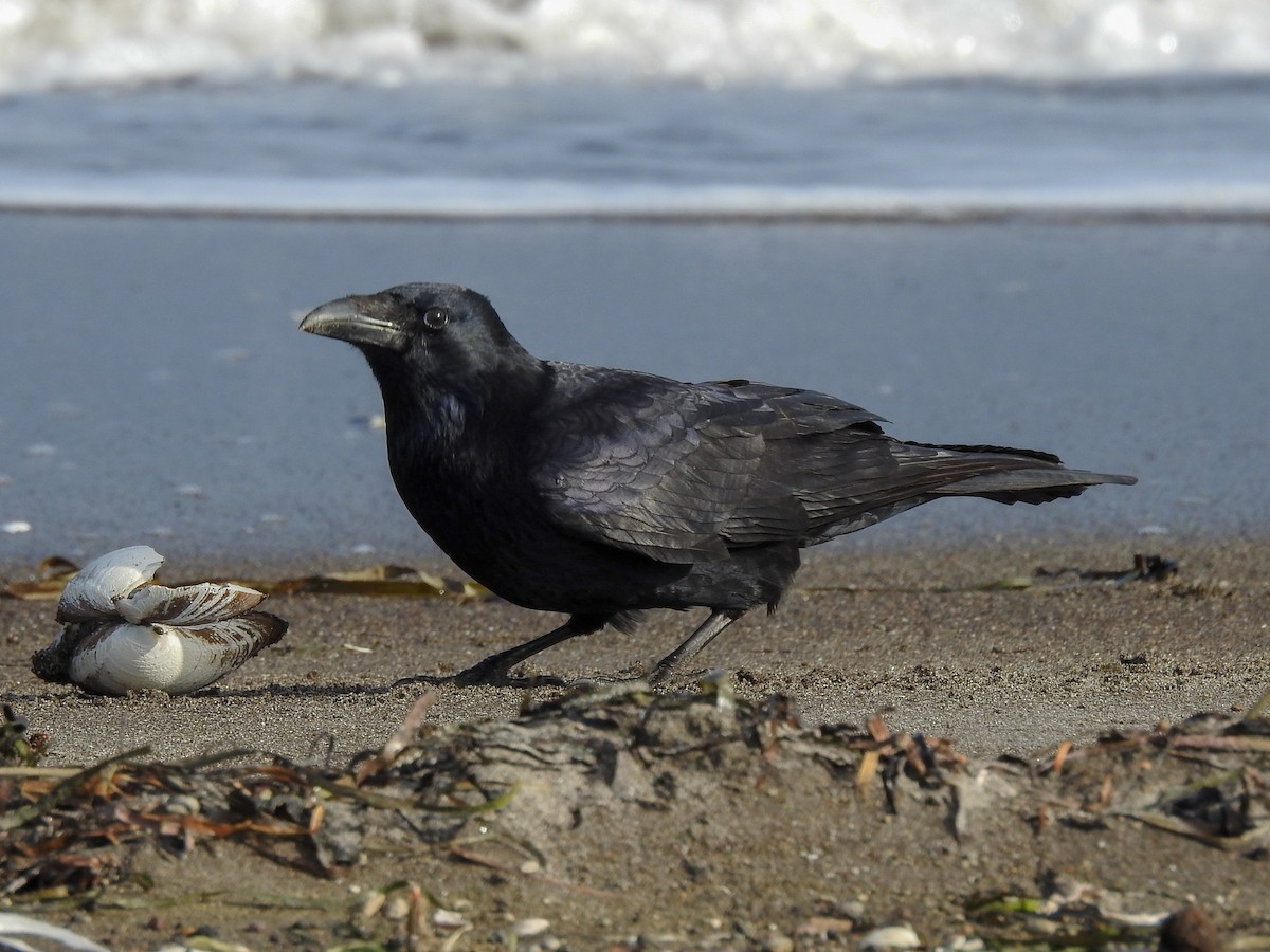 Carrion Crow - ML125788271