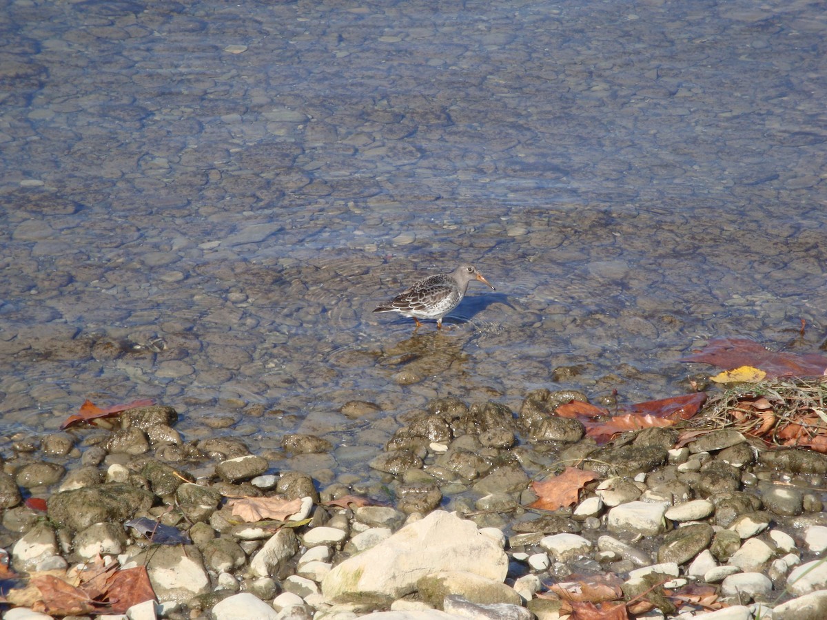 Purple Sandpiper - ML125788451