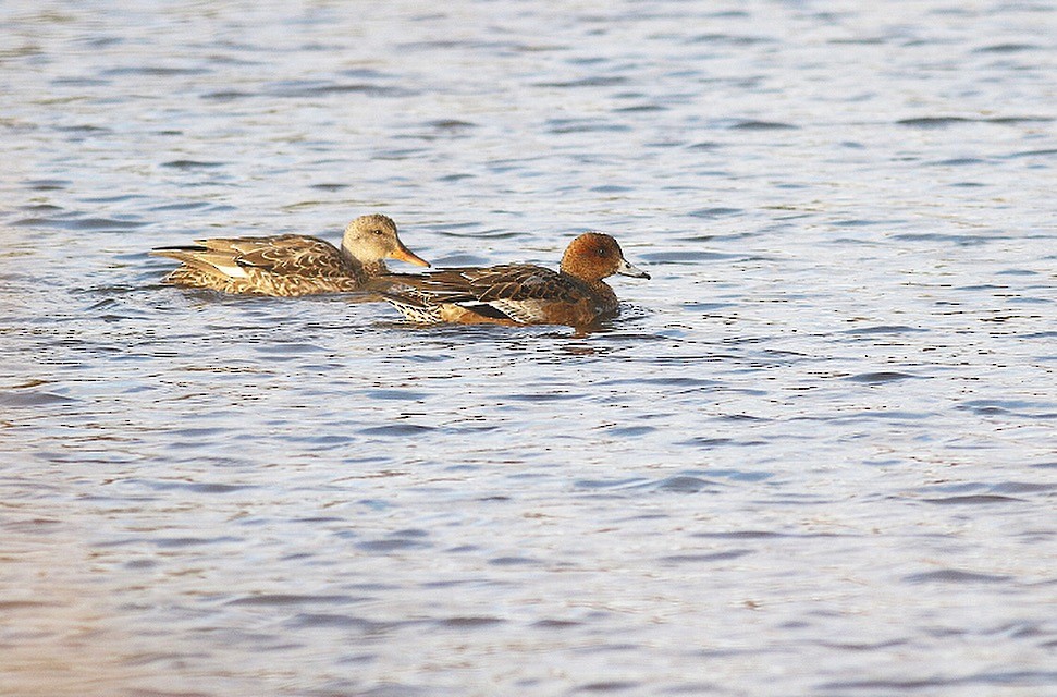 Eurasian Wigeon - ML125788801