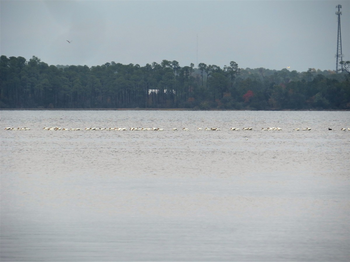 American White Pelican - ML125789101