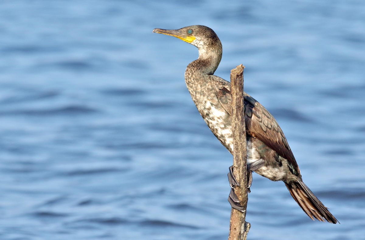 Cormoran à cou brun - ML125789111