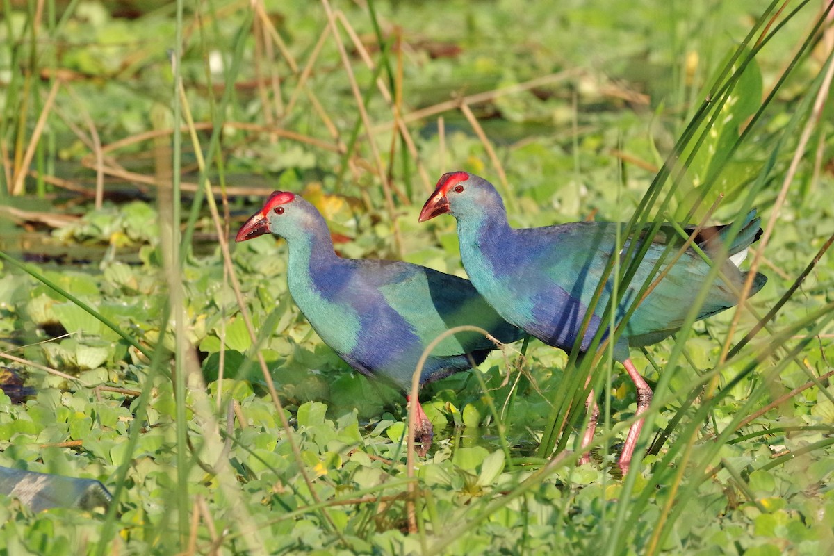 Gray-headed Swamphen - Thibaud Aronson