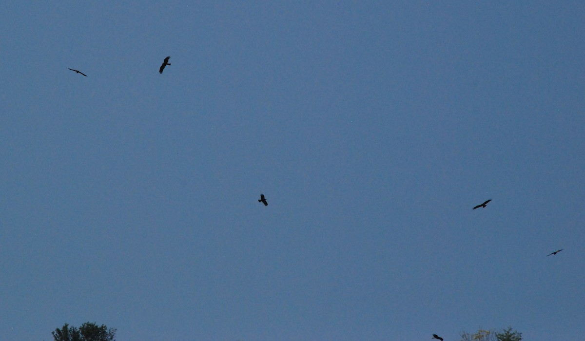 Black Kite - Canan Atay