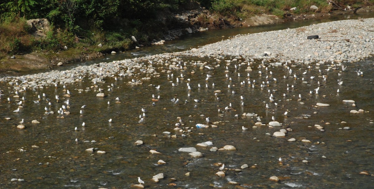 Gaviota Patiamarilla - ML125790031