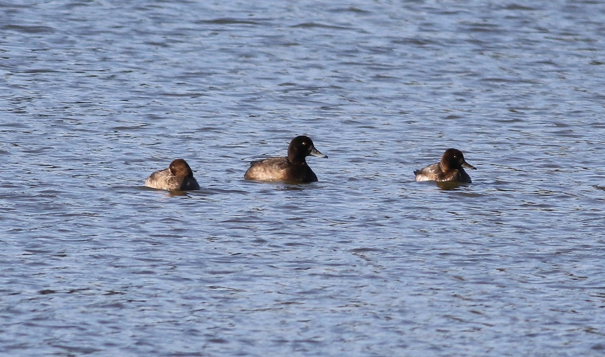 Greater Scaup - Cameron Rutt