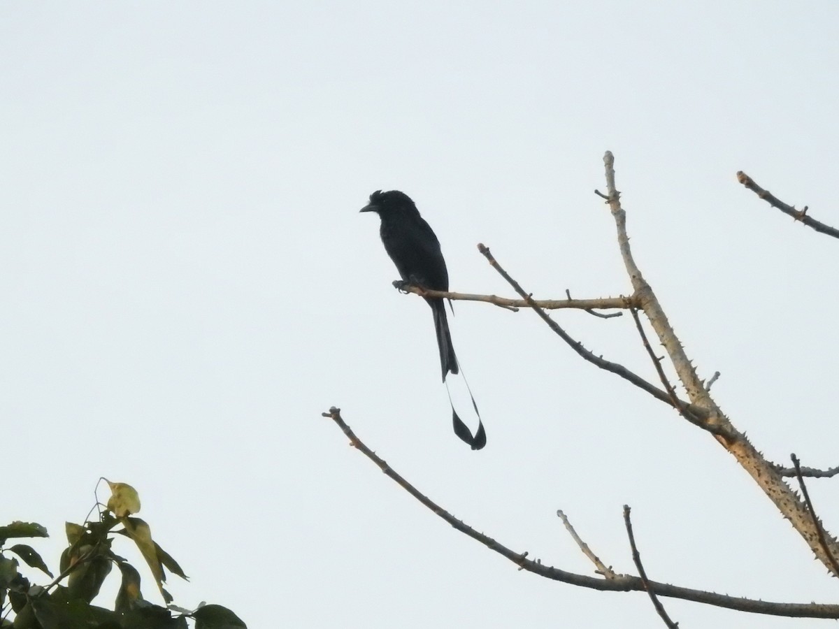 Greater Racket-tailed Drongo - ML125790661