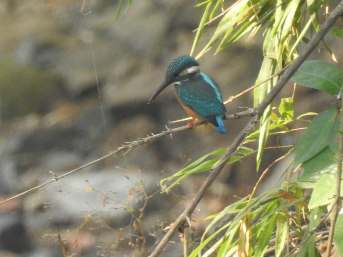 Common Kingfisher - ML125790831