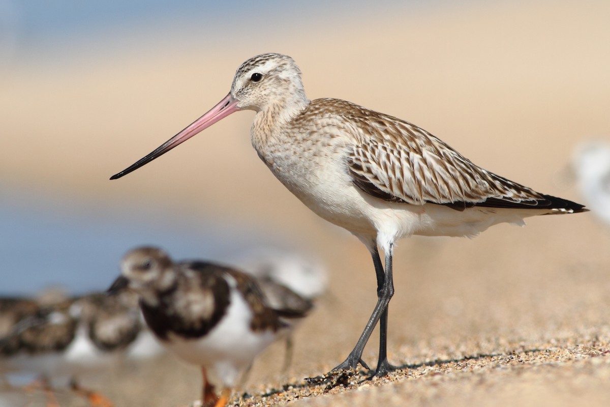 Bar-tailed Godwit - ML125791431