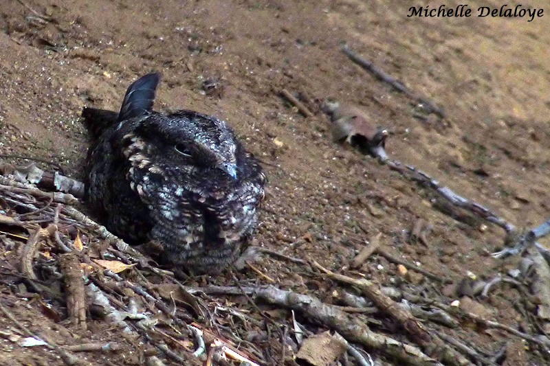 Band-winged Nightjar - ML125792311