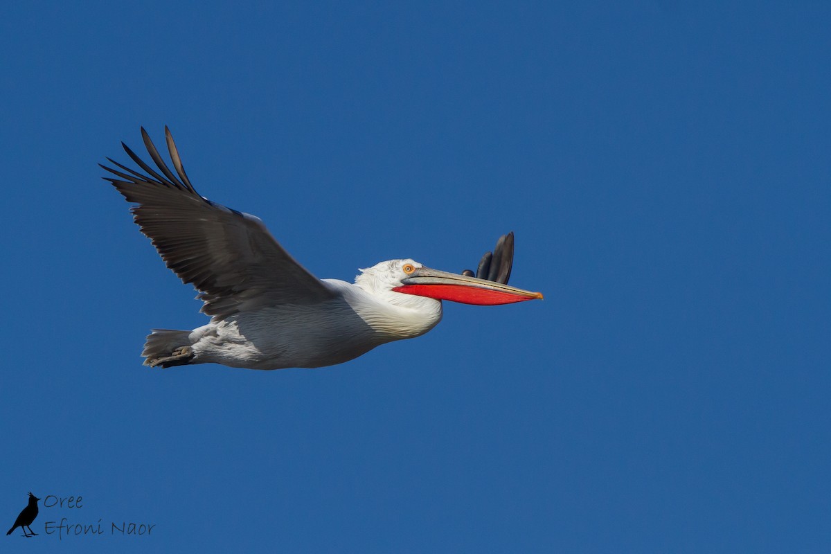 Dalmatian Pelican - Oree Efroni Naor