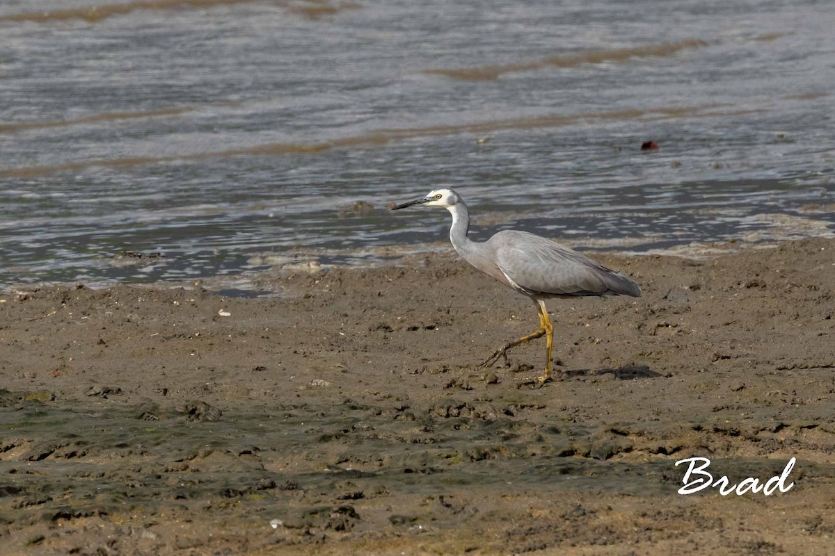 White-faced Heron - Brad Argue